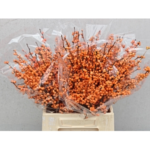 ILEX VE WINTER GOLD