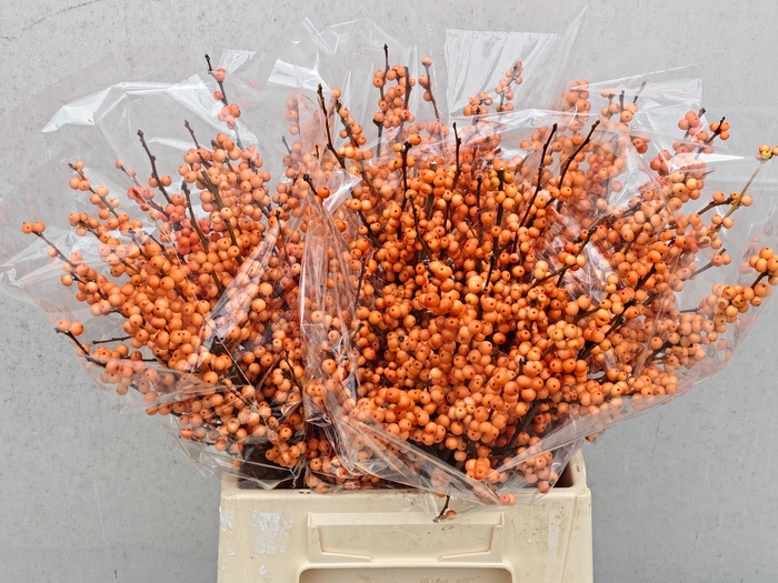 <h4>ILEX VE WINTER GOLD</h4>