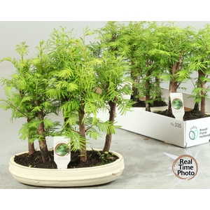 BONSAI OV