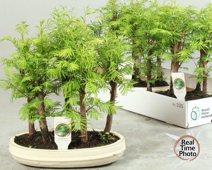 <h4>BONSAI OV</h4>