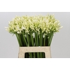 Agapanthus Gletsjer