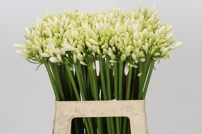 <h4>Agapanthus Gletsjer</h4>