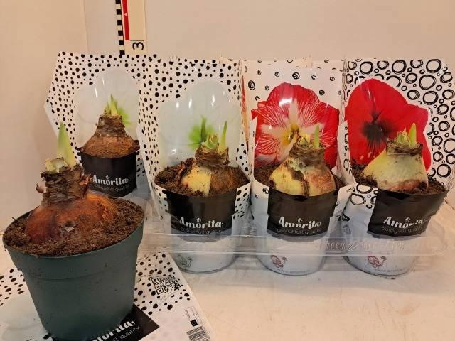 <h4>HIPP GEM 4 SRT</h4>