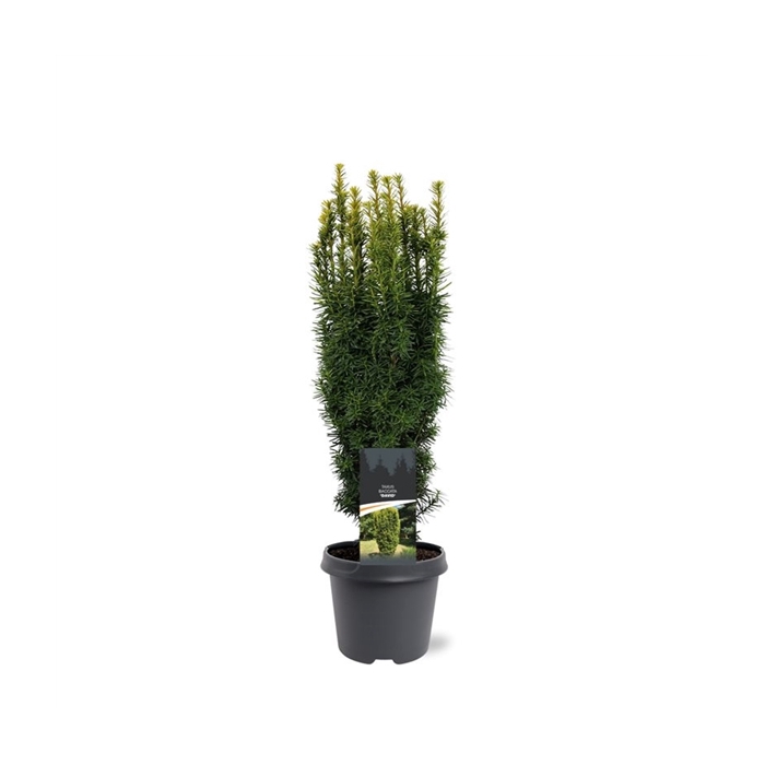 <h4>Taxus baccata 'David'</h4>