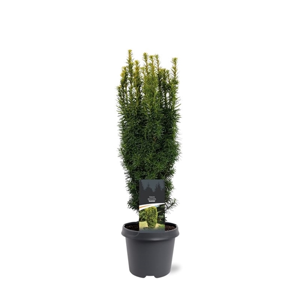 Taxus baccata 'David'