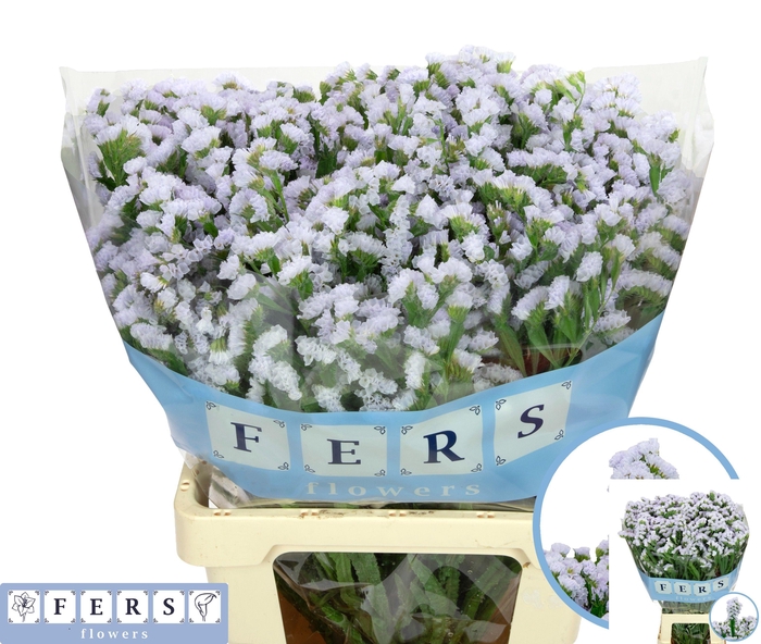 <h4>LIM S SILKY WINGS</h4>