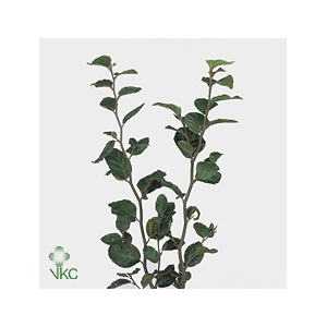 Fagus Sylvatica
