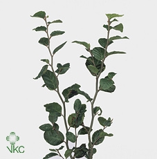 <h4>Fagus Sylvatica</h4>