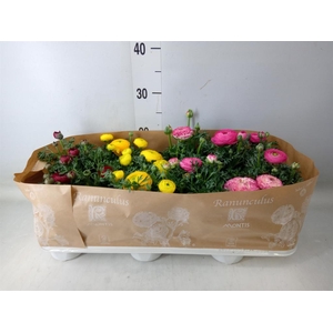 Ranunculus  'Sprinkles'