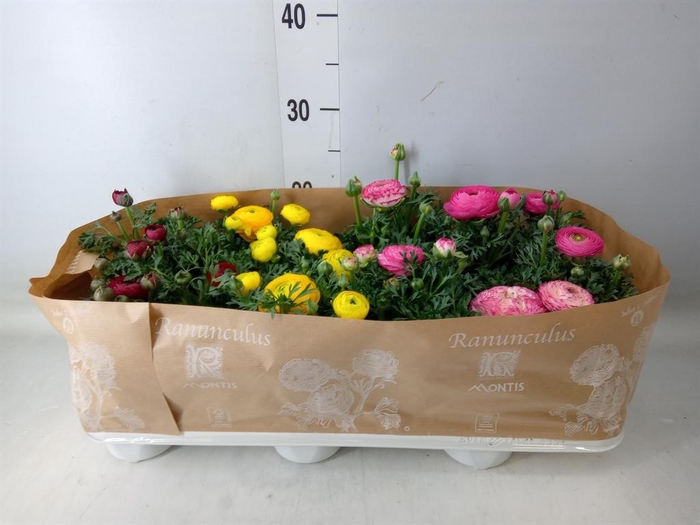 <h4>Ranunculus  'Sprinkles'</h4>