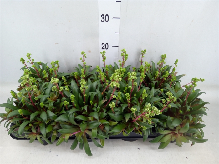 <h4>Crassula rosularis</h4>