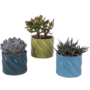 Succulenten mix Ø12cm in Ø14cm Ceramic FB674