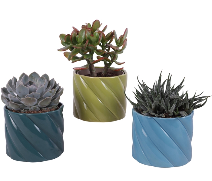 <h4>Succulenten mix Ø12cm in Ø14cm Ceramic FB674</h4>