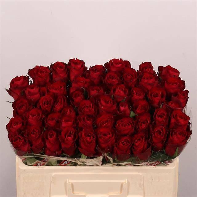 <h4>R GR MADAM RED</h4>