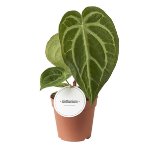 Anthurium Magnificum