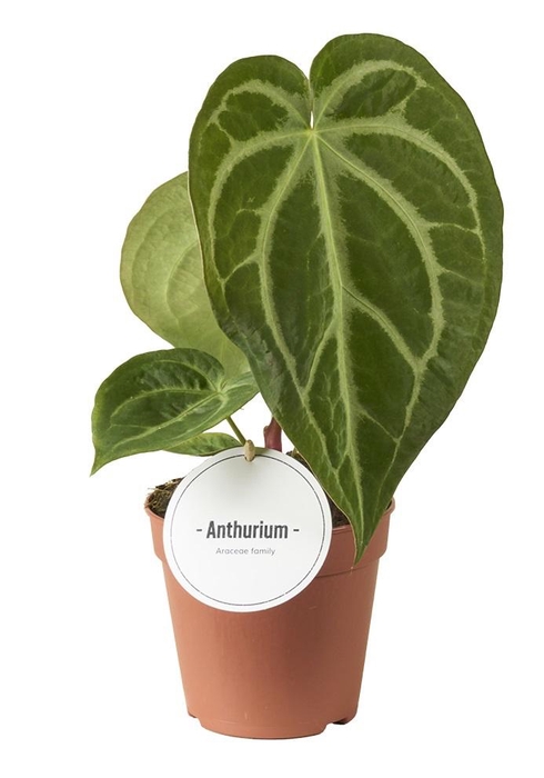 <h4>Anthurium Magnificum</h4>