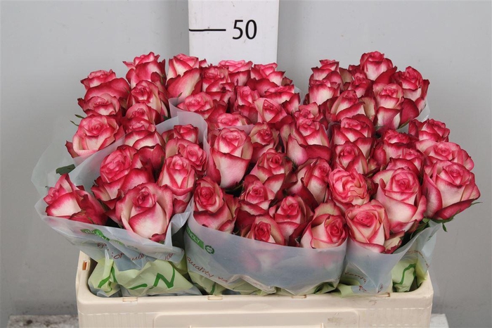 <h4>R Gr Paloma</h4>