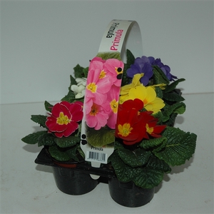 Primula Acaulis 6 pack