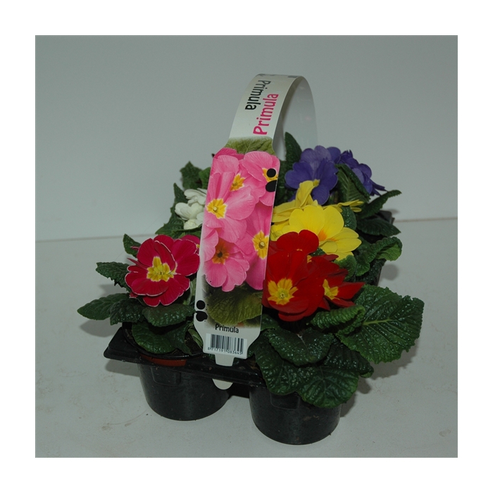 <h4>Primula Acaulis 6 pack</h4>