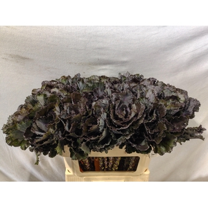 BRASS BLACK LEAF