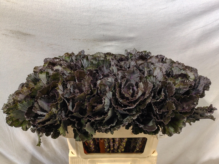 <h4>BRASS BLACK LEAF</h4>