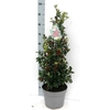 Ilex Mes Blue Maid