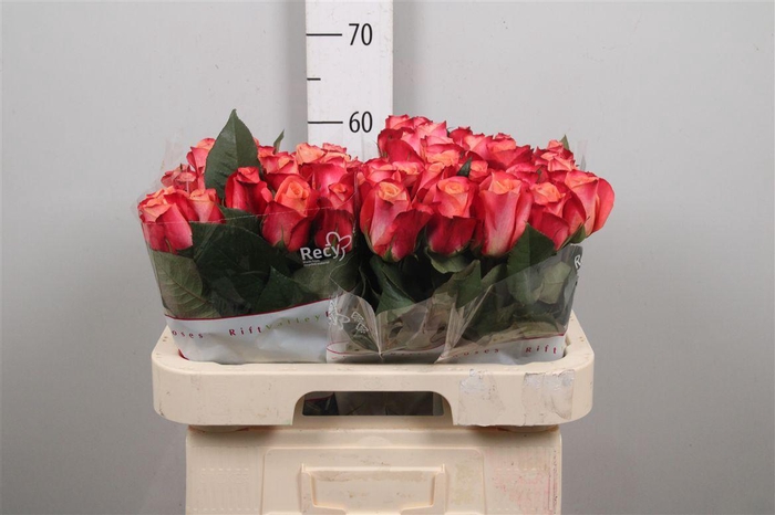 <h4>R Gr Helene</h4>