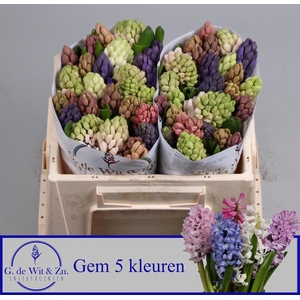 HYAC GEM 5 KLEUREN