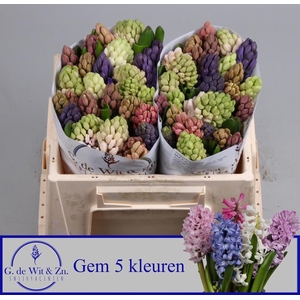HYAC GEM 5 KLEUREN
