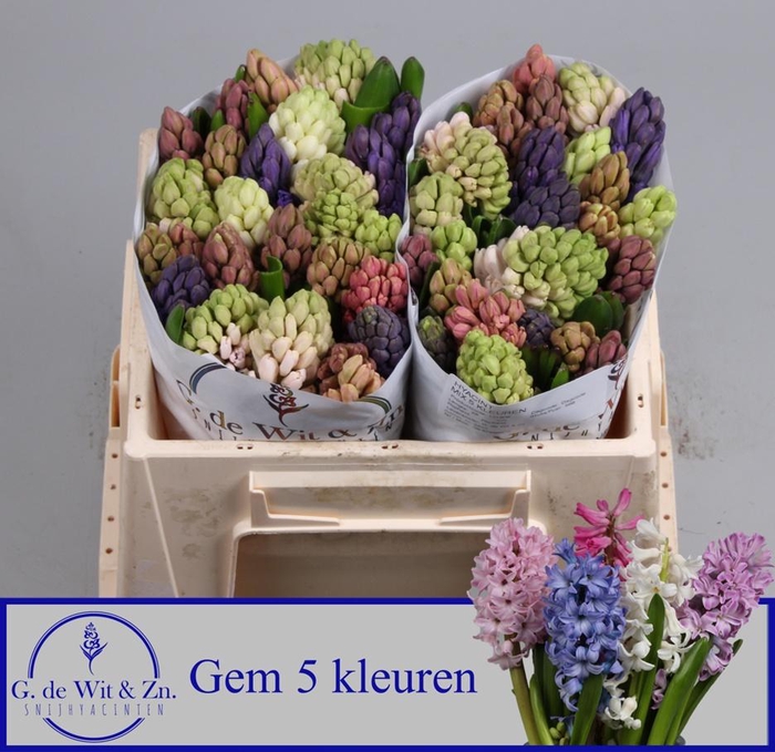 <h4>HYAC GEM 5 KLEUREN</h4>