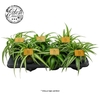 Chlorophytum gemengd