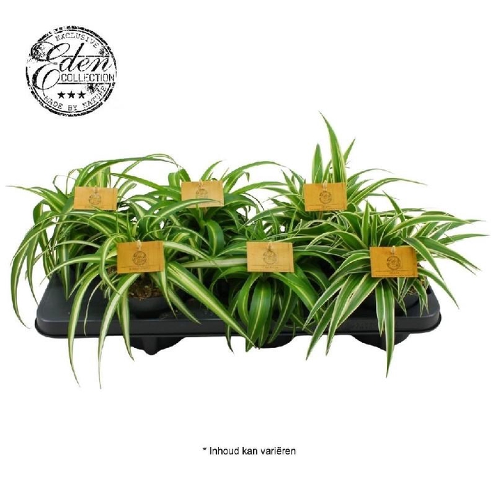 Chlorophytum gemengd