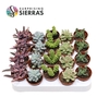 Sierra's® - Barcelona Succulent Mix (Collection)