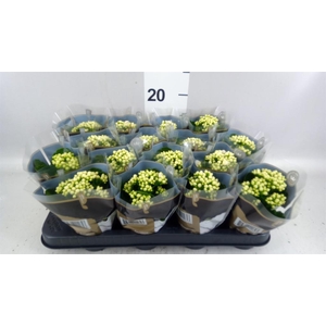 Kalanchoe blos. 'RosDon Dione'
