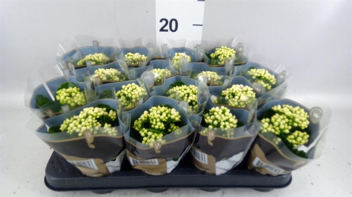 <h4>Kalanchoe blos. 'RosDon Dione'</h4>