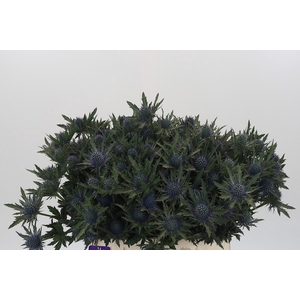 Eryngium Aquarius Questar