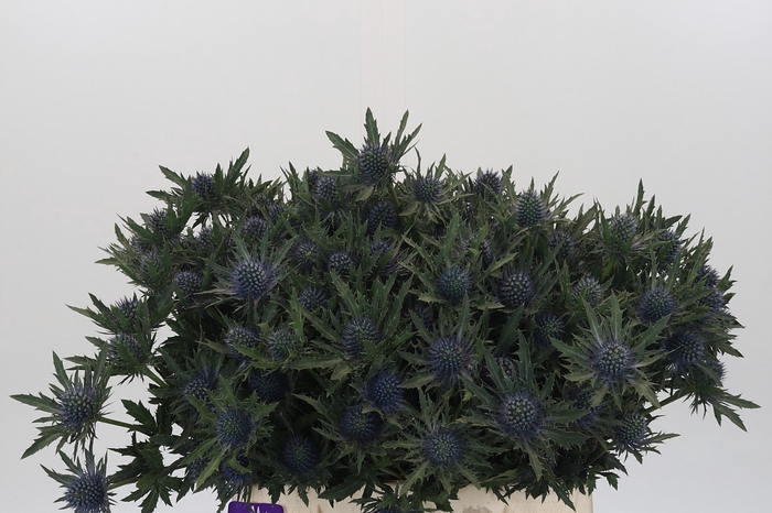 Eryngium Aquarius Questar