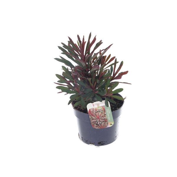 <h4>Euphorbia Miner's Merlot</h4>