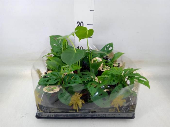 <h4>Monstera ...</h4>