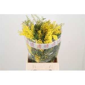 ACACIA BAILEYA BL BS