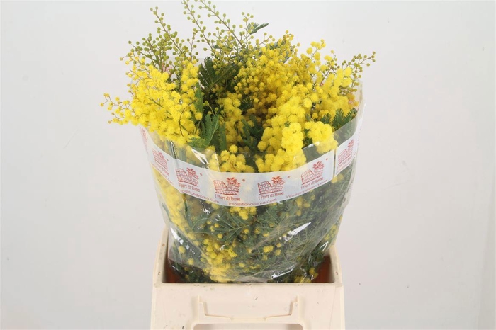 <h4>ACACIA BAILEYA BL BS</h4>