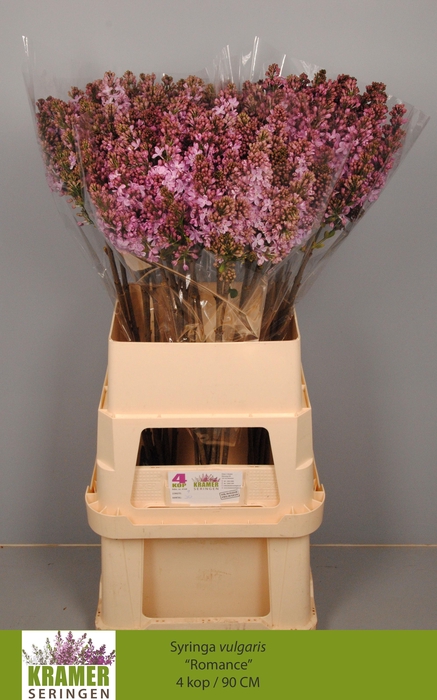 <h4>SYR V ROMANCE</h4>