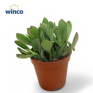 Crassula Rusby