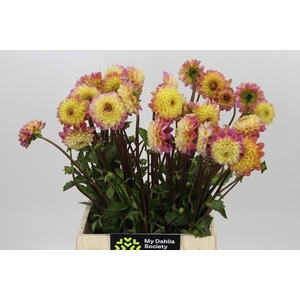 Dahlia Yellow Jill