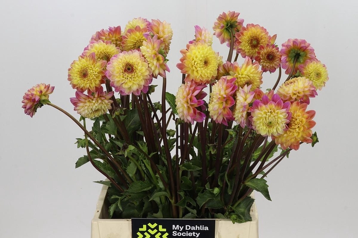 <h4>Dahlia Yellow Jill</h4>