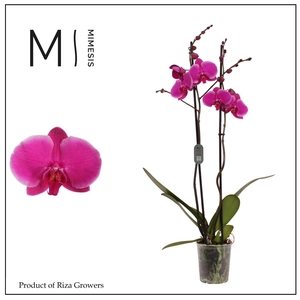 Phalaenopsis Johannesburg 2 spike – 12cm | Mimesis