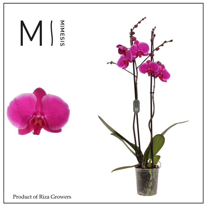 <h4>Phalaenopsis Johannesburg 2 spike – 12cm | Mimesis</h4>