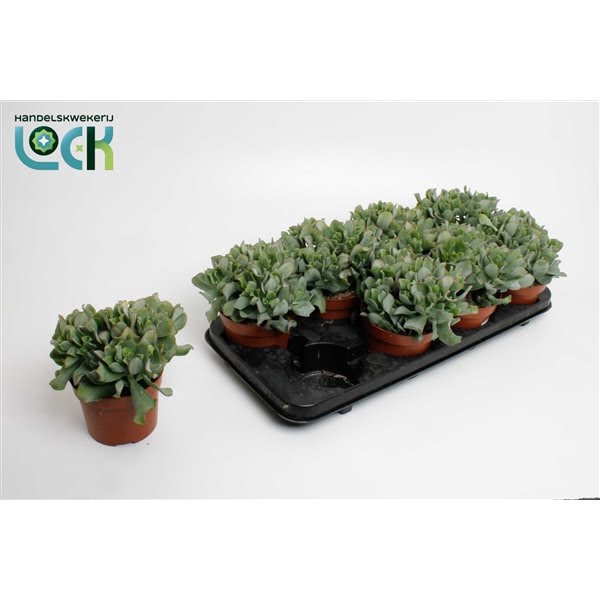 <h4>Crassula Arborensis Cristaat</h4>