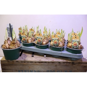 arr8 Narcis Replete Wit/oranje Grootb