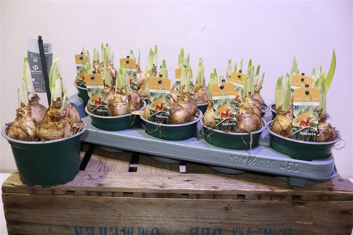 <h4>arr8 Narcis Replete Wit/oranje Grootb</h4>